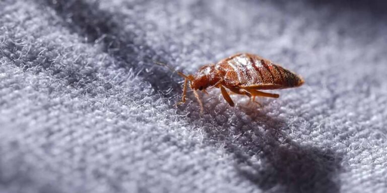 Bed Bugs Spray in Lahore