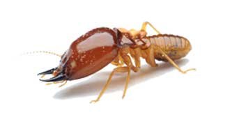 Termite Control in Lahore